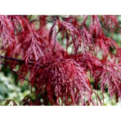 Opstammet Japansk Ahorn 'Garnet' Acer Palmatum Dissectum 'Garnet' Potte 4,0 Liter,- 40-50 Cm. -Tilbud Lys Haven Butik mi73 acer palmatum garnet dcb7