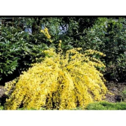 Vårgyvel Cytisus Praecox 'Allgold' Potte 2 Liter. -Tilbud Lys Haven Butik mi740 cytisus praecox allgold 7cf6