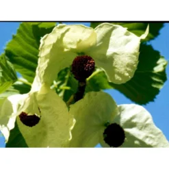 Duetræ Davidia Involucrata Heister 175-200 Cm. Med Potte -Tilbud Lys Haven Butik mi747 davidia involucrata 028d