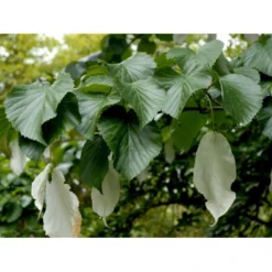 Duetræ Davidia Involucrata Heister 175-200 Cm. Med Potte -Tilbud Lys Haven Butik mi747 davidia involucrata 53d4