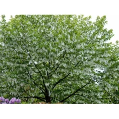 Duetræ Davidia Involucrata Heister 175-200 Cm. Med Potte -Tilbud Lys Haven Butik mi747 davidia involucrata 7db5