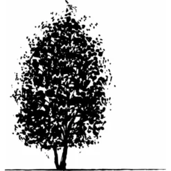 Duetræ Davidia Involucrata Heister 175-200 Cm. Med Potte -Tilbud Lys Haven Butik mi747 davidia involucrata 8b20