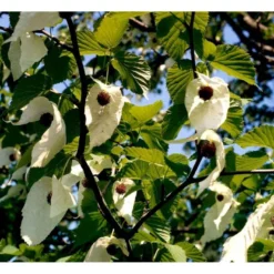 Duetræ Davidia Involucrata Heister 175-200 Cm. Med Potte -Tilbud Lys Haven Butik mi747 davidia involucrata c8c9