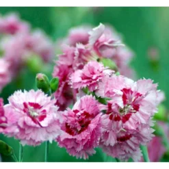 Fjernellike 'Maggie' Dianthus Plumarius 'Maggie' 10 Cm. Potte -Tilbud Lys Haven Butik mi794 dianthus plumarius maggie 51f5