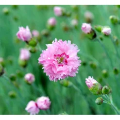 Fjernellike 'Maggie' Dianthus Plumarius 'Maggie' 10 Cm. Potte -Tilbud Lys Haven Butik mi794 dianthus plumarius maggie cea0