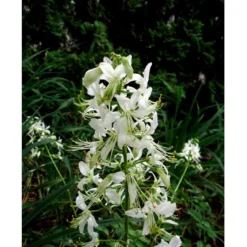 Gasplante 'Albiflorus' Dictamnus Albus 'Albiflorus' 1 Liter Potte -Tilbud Lys Haven Butik mi803 dictamnus albus albiflorus 85c5