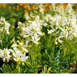 Gasplante 'Albiflorus' Dictamnus Albus 'Albiflorus' 1 Liter Potte -Tilbud Lys Haven Butik mi803 dictamnus albus albiflorus c8aa