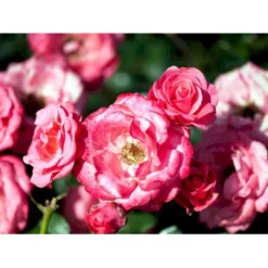 'Bella Rosa'® Rosa X 'Bella Rosa'® (Buketrose) A-Kvalitet,- Barrods Roser Min. 3 Grene -Tilbud Lys Haven Butik mi8046 rosa bella rosa 220a