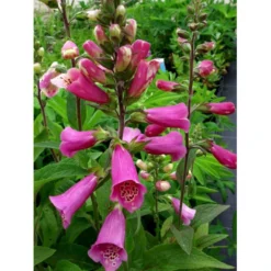 Fingerbøl 'Gloxiniaeflora' Digitalis Purpurea 'Gloxiniaeflora' 1 Liter Potte