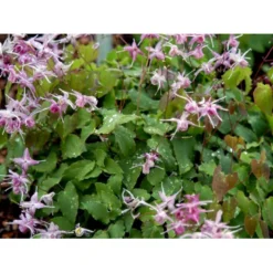 Bispehue 'Lilafee' Epimedium Grandiflorum 'Lilafee' 10 Cm. Potte