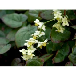 Bispehue 'Sulphureum' Epimedium Versicolor 'Sulphureum' 10 Cm. Potte -Tilbud Lys Haven Butik mi856 epimedium versicolor sulphureum 37e7