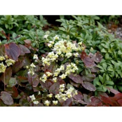 Bispehue 'Sulphureum' Epimedium Versicolor 'Sulphureum' 10 Cm. Potte -Tilbud Lys Haven Butik mi856 epimedium versicolor sulphureum bde3