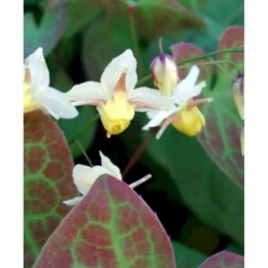 Bispehue 'Sulphureum' Epimedium Versicolor 'Sulphureum' 10 Cm. Potte -Tilbud Lys Haven Butik mi856 epimedium versicolor sulphureum f802