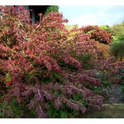 Vinget Benved 'Compactus' Euonymus Alatus 'Compactus' Med Klump,- 80-100 Cm. -Tilbud Lys Haven Butik mi898 euonymus alatus compactus 9fc9