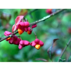 Almindelig Benved 'Red Cascade' Euonymus Europaeus 'Red Cascade' 5 Liter Potte