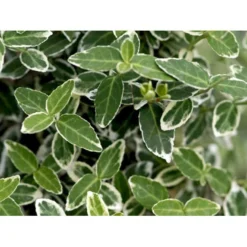 Benved 'Emerald Gaiety' Euonymus Fortunei 'Emerald Gaiety' Opstammet 120 Cm. Med Potte -Tilbud Lys Haven Butik mi905 euonymus fortunei emerald gaiety d51d