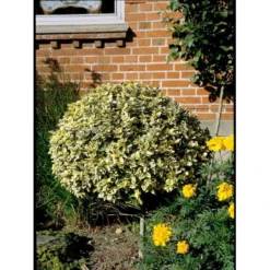 Benved 'Emerald Gold' Euonymus Fortunei 'Emerald Gold' Opstammet 80 Cm. 7,5 Liter Potte -Tilbud Lys Haven Butik mi906 euonymus fortunei emerald n gold 7582