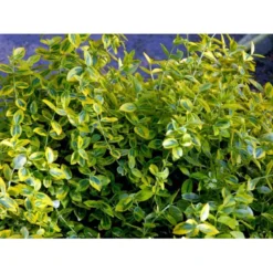 Benved 'Emerald Gold' Euonymus Fortunei 'Emerald Gold' Opstammet 80 Cm. 7,5 Liter Potte -Tilbud Lys Haven Butik mi906 euonymus fortunei emerald n gold 8b54