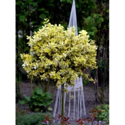 Benved 'Emerald Gold' Euonymus Fortunei 'Emerald Gold' Opstammet 80 Cm. 7,5 Liter Potte -Tilbud Lys Haven Butik mi906 euonymus fortunei emerald n gold d69b