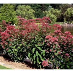 Hjortetrøst 'Atropurpureum' Eupatorium Maculatum 'Atropurpureum' 1 Liter Potte -Tilbud Lys Haven Butik mi913 eupatorium maculatum atropurpureum 7aff