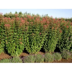 Hjortetrøst 'Atropurpureum' Eupatorium Maculatum 'Atropurpureum' 1 Liter Potte -Tilbud Lys Haven Butik mi913 eupatorium maculatum atropurpureum bd13