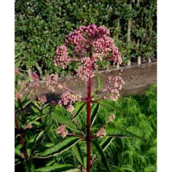 Hjortetrøst 'Atropurpureum' Eupatorium Maculatum 'Atropurpureum' 1 Liter Potte -Tilbud Lys Haven Butik mi913 eupatorium maculatum atropurpureum e651