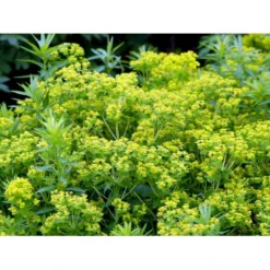 Kær-Vortemælk Euphorbia Palustris 1 Liter Potte -Tilbud Lys Haven Butik mi918 euphorbia palustris 2b3a