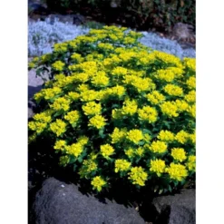 Forårs-Vortemælk Euphorbia Polychroma 1 Liter Potte -Tilbud Lys Haven Butik mi919 euphorbia polychroma 22f1