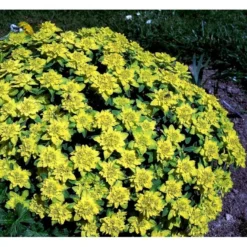 Forårs-Vortemælk Euphorbia Polychroma 1 Liter Potte -Tilbud Lys Haven Butik mi919 euphorbia polychroma 8d14