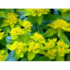 Forårs-Vortemælk Euphorbia Polychroma 1 Liter Potte