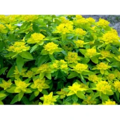 Forårs-Vortemælk Euphorbia Polychroma 1 Liter Potte -Tilbud Lys Haven Butik mi919 euphorbia polychroma dc98