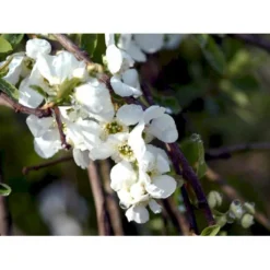 Perlebusk 'The Bride' Exochorda Marcrantha 'The Bride' 2,5 Liter -Tilbud Lys Haven Butik mi924 exochorda the bride 3859