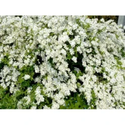 Perlebusk 'The Bride' Exochorda Marcrantha 'The Bride' 2,5 Liter -Tilbud Lys Haven Butik mi924 exochorda the bride 5a14