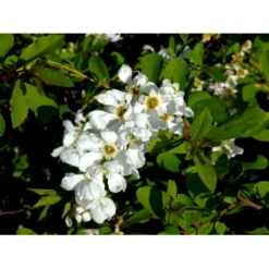 Perlebusk 'The Bride' Exochorda Marcrantha 'The Bride' 2,5 Liter -Tilbud Lys Haven Butik mi924 exochorda the bride 6f79