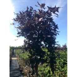 Hængende Blodbøg 'Rohan Weeping' Fagus Sylvatica 'Rohan Weeping' Opstammet 90 Cm. 7,5 Liter Potte -Tilbud Lys Haven Butik mi940 fagus sylvatica rohan weeping e0d4