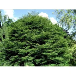 Bregnebladet Bøg 'Asplenifolia' Fagus Sylvatica 'Asplenifolia' Solitær 400-450 Cm. Med Klump -Tilbud Lys Haven Butik mi946 fagus sylvatica aspleniifolia a7ab