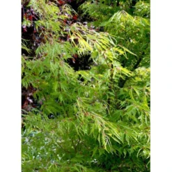 Bregnebladet Bøg 'Asplenifolia' Fagus Sylvatica 'Asplenifolia' Solitær 400-450 Cm. Med Klump -Tilbud Lys Haven Butik mi946 fagus sylvatica aspleniifolia d857