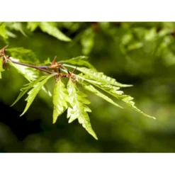 Bregnebladet Bøg 'Asplenifolia' Fagus Sylvatica 'Asplenifolia' Solitær 400-450 Cm. Med Klump -Tilbud Lys Haven Butik mi946 fagus sylvatica aspleniifolia f702