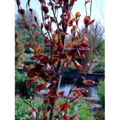 Søjleblodbøg 'Dawyck Purple' Fagus Sylvatica 'Dawyck Purple' Heister 175-200 Cm. Med Klump -Tilbud Lys Haven Butik mi947 fagus sylvatica dawyck purple 3e4d