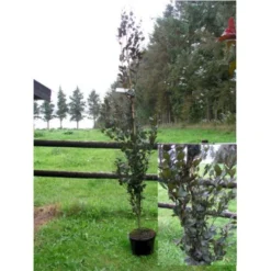 Søjleblodbøg 'Dawyck Purple' Fagus Sylvatica 'Dawyck Purple' Heister 175-200 Cm. Med Klump -Tilbud Lys Haven Butik mi947 fagus sylvatica dawyck purple 4ac3