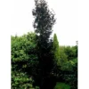 Søjleblodbøg 'Dawyck Purple' Fagus Sylvatica 'Dawyck Purple' Heister 175-200 Cm. Med Klump