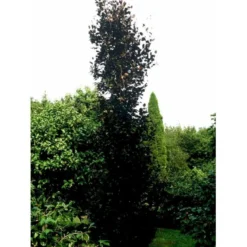 Søjleblodbøg 'Dawyck Purple' Fagus Sylvatica 'Dawyck Purple' Heister 175-200 Cm. Med Klump