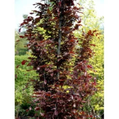 Søjleblodbøg 'Dawyck Purple' Fagus Sylvatica 'Dawyck Purple' Heister 175-200 Cm. Med Klump -Tilbud Lys Haven Butik mi947 fagus sylvatica dawyck purple 8011