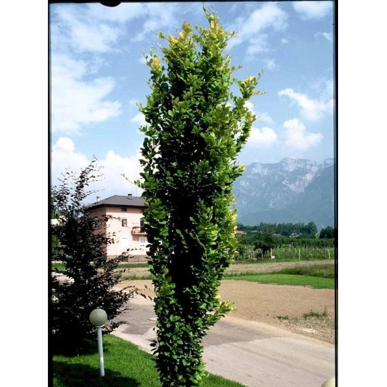 Gul Søjlebøg 'Dawyck Gold' Fagus Sylvatica 'Dawyck Gold' Potte 15 Liter,- 200-250 Cm. 3 Gul Søjlebøg 'Dawyck Gold' Fagus Sylvatica 'Dawyck Gold' Potte 15 Liter,- 200-250 Cm. - Billede 3