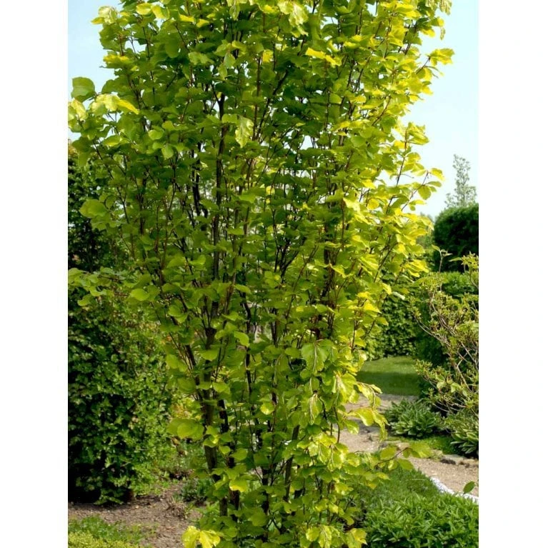 Gul Søjlebøg 'Dawyck Gold' Fagus Sylvatica 'Dawyck Gold' Potte 15 Liter,- 200-250 Cm. 4 Gul Søjlebøg 'Dawyck Gold' Fagus Sylvatica 'Dawyck Gold' Potte 15 Liter,- 200-250 Cm. - Billede 4