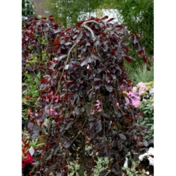 Hængende Blodbøg 'Purpurea Pendula' Fagus Sylvatica 'Purpurea Pendula' Opstammet 120 Cm. Med Potte -Tilbud Lys Haven Butik mi951 fagus sylvatica purpurea pendula 48fc