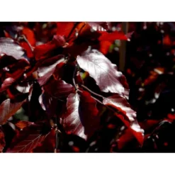 Hængende Blodbøg 'Purpurea Pendula' Fagus Sylvatica 'Purpurea Pendula' Opstammet 120 Cm. Med Potte -Tilbud Lys Haven Butik mi951 fagus sylvatica purpurea pendula f7fe