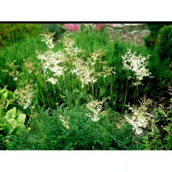 Knoldet Mjødurt 'Plena' Filipendula Vulgaris 'Plena' 1 Liter Potte -Tilbud Lys Haven Butik mi969 filipendula vulgaris plena 1f20
