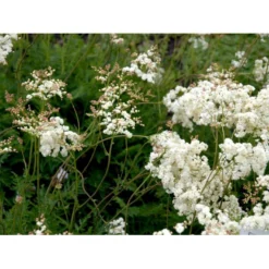 Knoldet Mjødurt 'Plena' Filipendula Vulgaris 'Plena' 1 Liter Potte -Tilbud Lys Haven Butik mi969 filipendula vulgaris plena 5d90