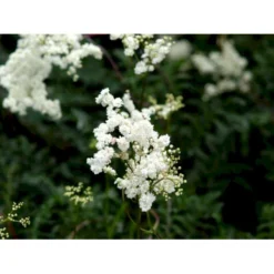 Knoldet Mjødurt 'Plena' Filipendula Vulgaris 'Plena' 1 Liter Potte -Tilbud Lys Haven Butik mi969 filipendula vulgaris plena c5ca